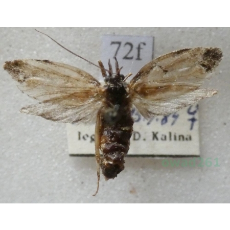 Diurnea fagella (Denis & Schiffermüller, 1775) Slovakia72f